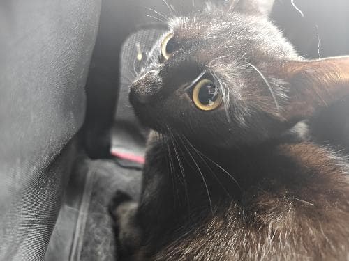 WILLOW