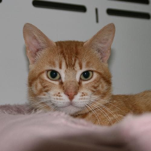 Main photo of DIPPER