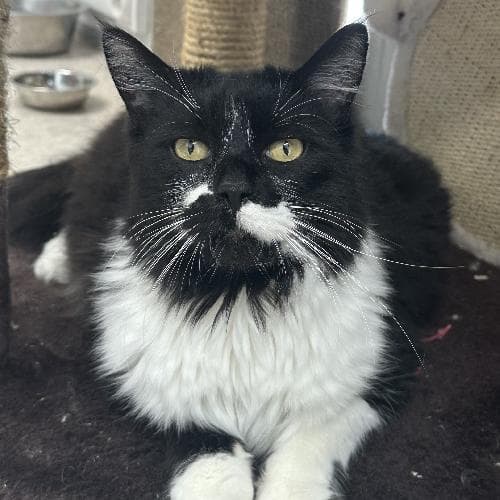 Main photo of OREO