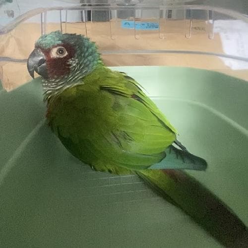 PERRY
