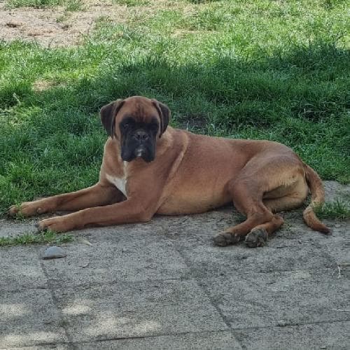 Main photo of SIMBA