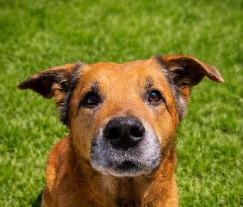 TITOU