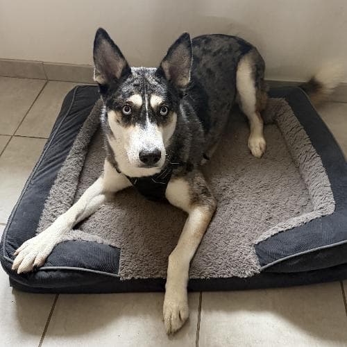 BELLA