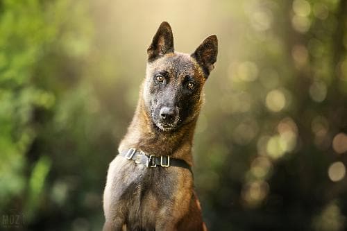 Main photo of RUFUS