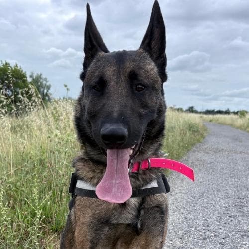 Main photo of KOBA