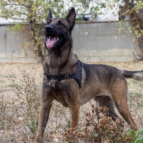 Main photo of KOBA