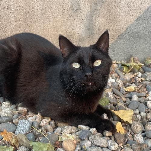 Main photo of BERLIOZ