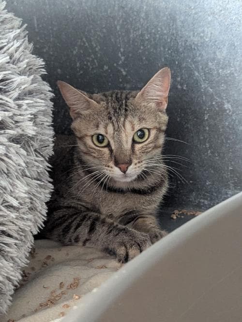 Main photo of LOLA