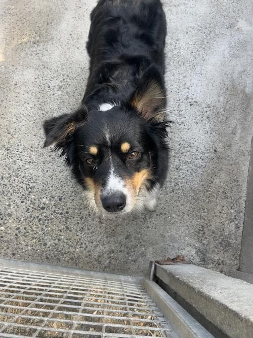 NALA