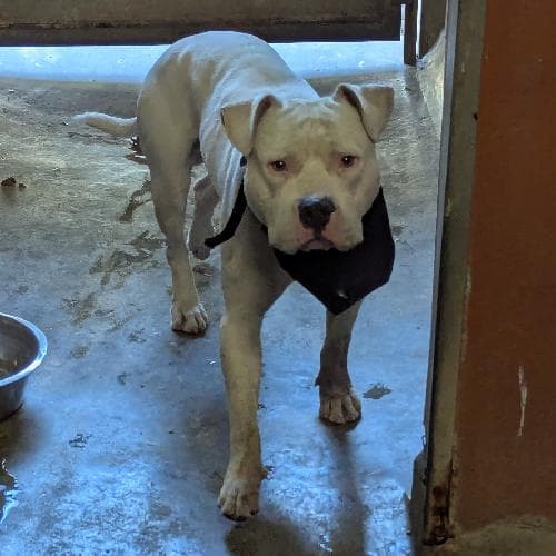 NORLO / TYSON