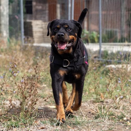 Main photo of RUBI