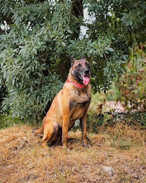 Photo principale de PLATA