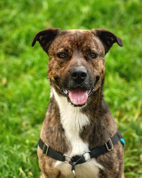 Photo principale de BLAZE