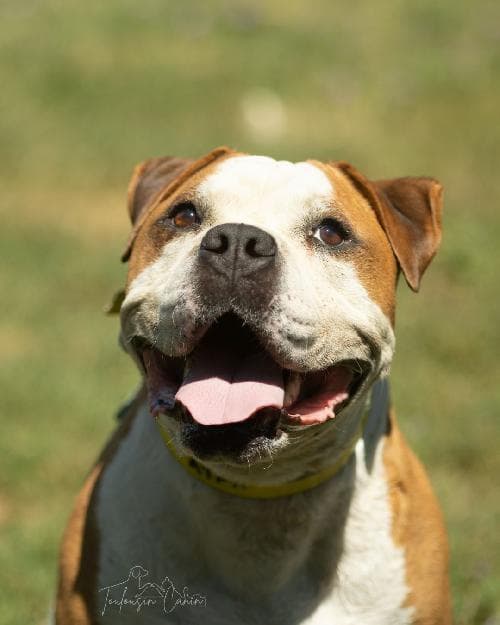 Photo principale de RIKERS TERRIER S PARADISE