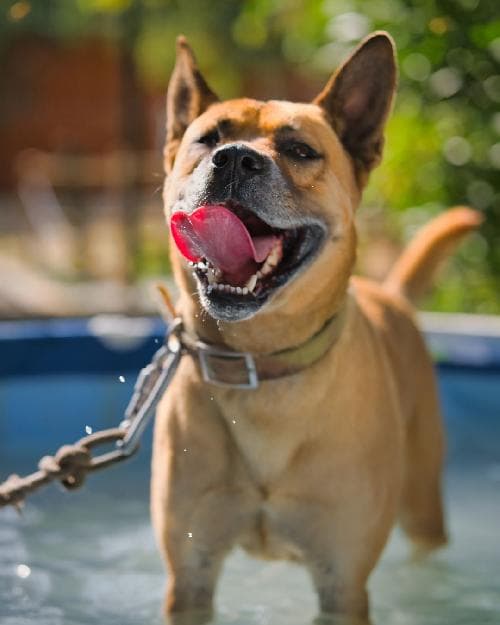 Photo principale de DIX