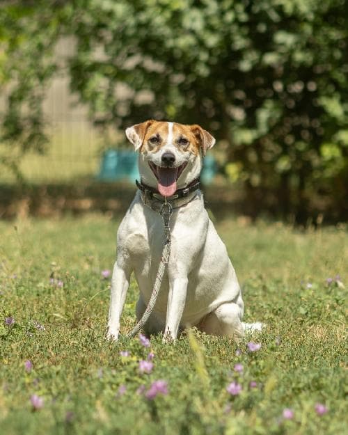 Photo principale de JACKSON