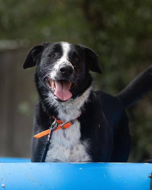 Photo principale de LIO