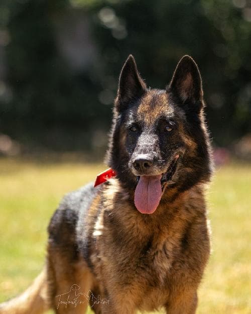 Photo principale de SULTAN