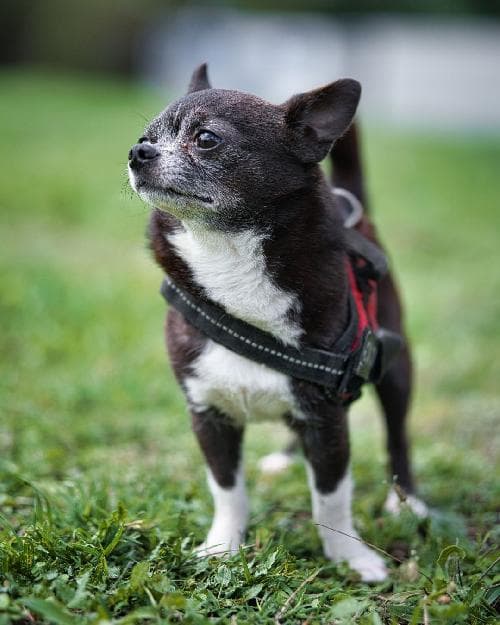 Photo principale de STUART