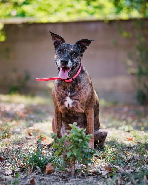 Photo principale de TIGRESSE