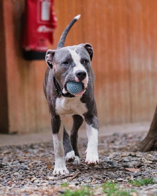 Photo principale de DRACO