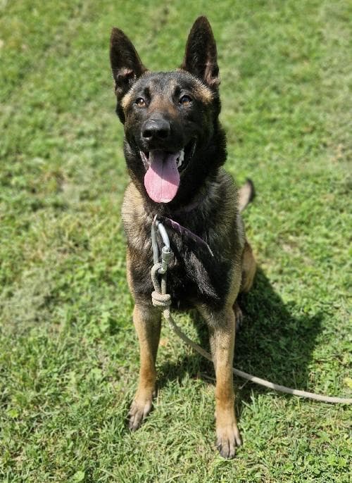 Photo principale de LAIOS