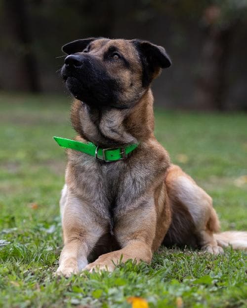 Photo principale de BANDIT