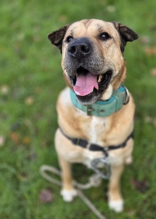 Photo principale de SYA