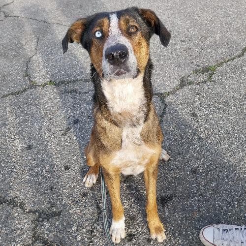 Photo principale de ACE