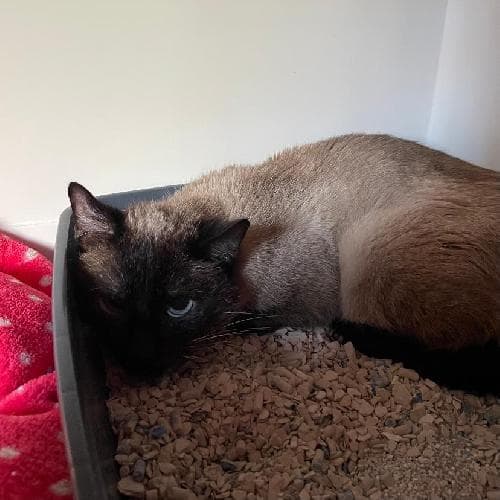 Photo principale de MOUSSE