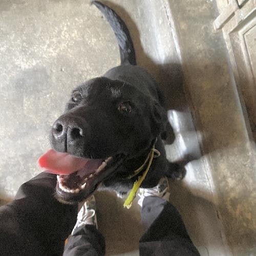 Photo principale de ROSY