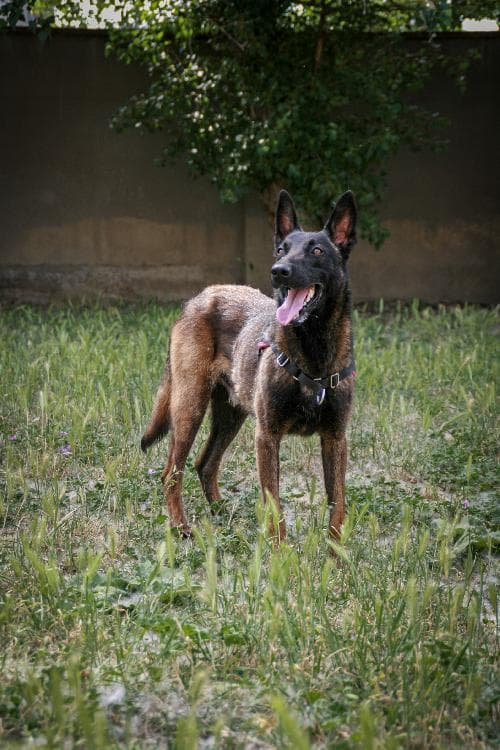 Main photo of MILOU