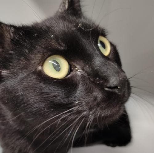 BLACKY